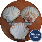 8604 - Atlantic Scallop Shells - Large - 13-14cm